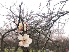 -香雪海