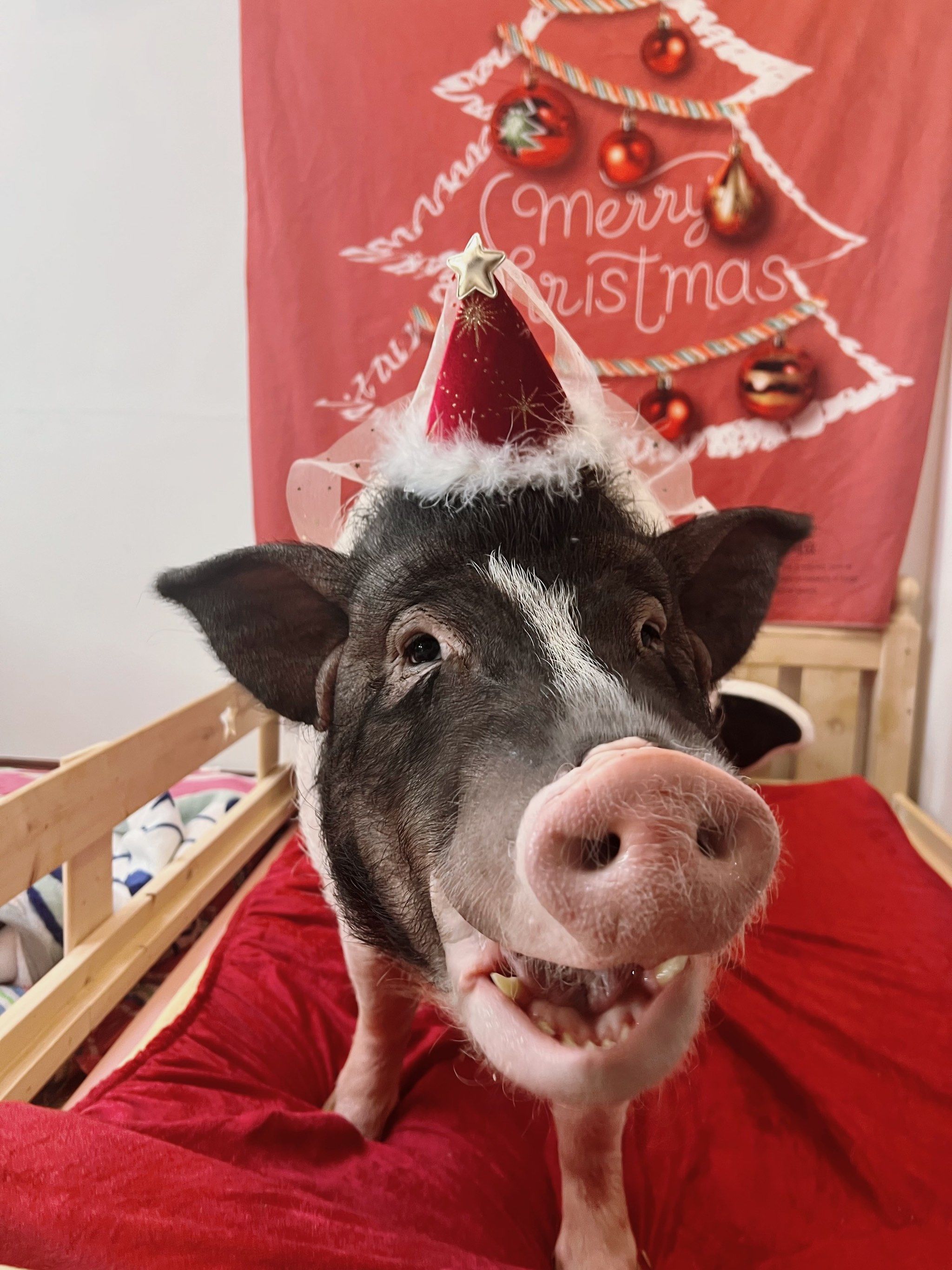 一九年猪年生肖运势怎么样(一九年属猪的是什么命呀)