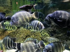 -上海海洋水族馆