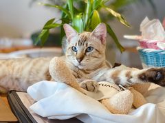 -Cappucimeow猫咪咖啡馆(韦伯时代店)