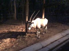-清迈夜间动物园