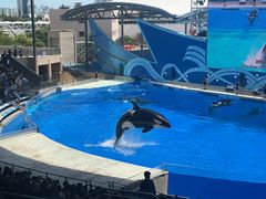 -上海海昌海洋公园