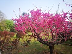-莲花池公园