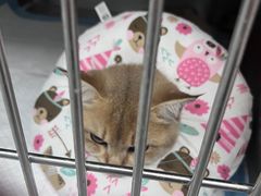 -贝康宠物医院·犬猫全科·小动物特色诊疗中心(东环路店)
