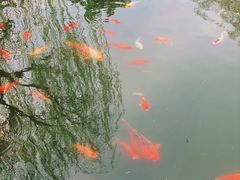 -西湖外事游船(花港观鱼码头)