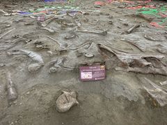 -诸城市恐龙博物馆