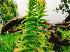 -三圣花乡旅游区