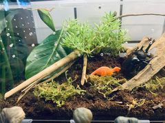 -Rabbit Cafe私房西餐甜点咖啡(栖霞路店)