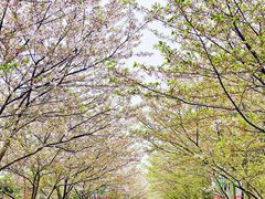 -高东镇樱花园