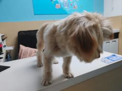 -宠颐生猫科·内科皮肤科(西平世纪城店)