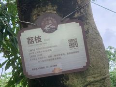 -长洲岛