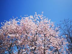 -半天妖烤鱼(东方新天地店)