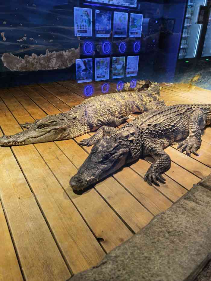 哈库那珍奇动物城(立丰城店)-"【印象】全新装修 | 进门洗手消毒 | .