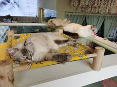 -喵喵咪呀布偶猫咖(春熙路店)
