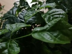-金科花卉市场
