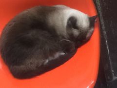 -猫咪博物馆(顶澳仔猫街店)