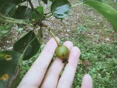 -上海都市菜园
