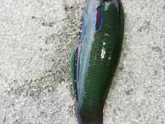 -海盗餐厅