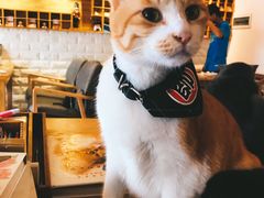 -猫咖时代(中山亭店)