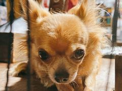 -席娜卡琳火车铁道夜市