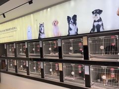 -翊宠yipet猫狗购宠庄园犬舍•猫舍