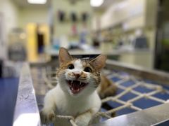 -瑞鹏宠物医院·爱宠堂(环西分院)