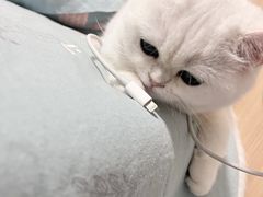 -喵zoo家庭繁育猫舍(尖东智能花园店)