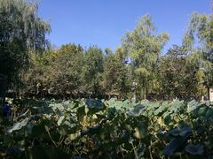 -静之湖湖畔餐厅