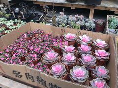 -曲阳花鸟市场(曲阳路店)