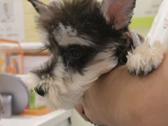 -艾吉宠物医院·疑难杂症转诊中心·猫友好(碧江路院)