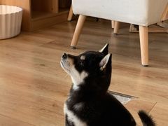 -柴犬小屋·柴餐厅·狗咖食堂(金鼎广场店)