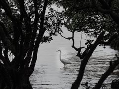 -宝安西湾红树林湿地公园