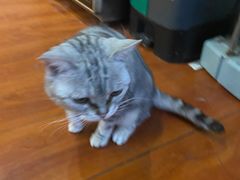 -猫小院猫主题咖啡厅(北锣店)