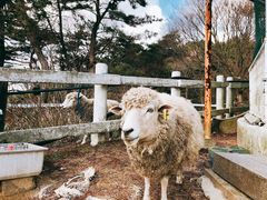 -神户市立六甲山牧场