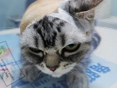 -中农大我爱我爱24h动物医院·中医针灸·猫专科·骨科医疗中心(双井店)