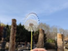 -石家庄市植物园