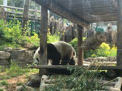 -大连森林动物园熊猫馆纪念品商店