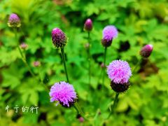 -铁山坪森林公园