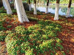 -九里河湿地公园