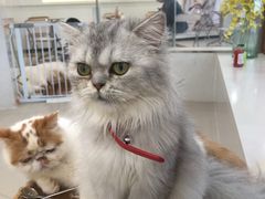 -共舞时光猫咖·狗咖(新街口店)