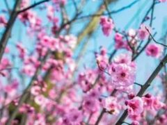 -重庆彩云湖湿地公园