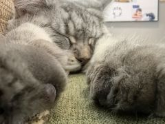 -御宝贝·A梦猫科宠物医院(国际猫友好医院)
