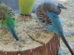 -怪兽屋·羊驼·猫咖·狗咖(俊华广场店)