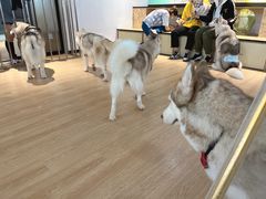 -Husky Go! 哈士奇体验馆·宠物咖啡厅狗咖