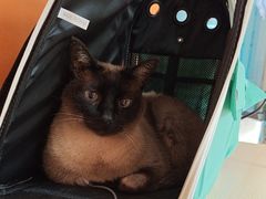 -乐派堂宠物医院·猫友好· 心脏科(东街店)