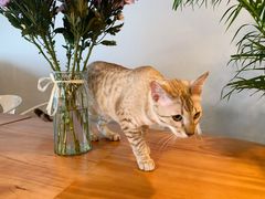 -Cappucimeow猫咪咖啡馆(韦伯时代店)