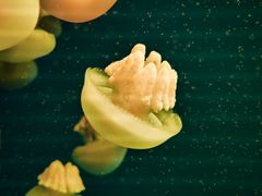 -福州罗源湾海洋世界旅游区