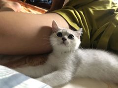 -Bastet sally猫舍购宠(静安店)