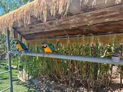 -西霞口神雕山野生动物世界