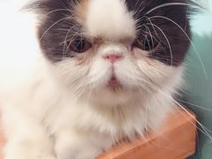 -猫小院猫主题餐厅(三里屯店)